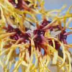 close up a yellow and red witch hazel