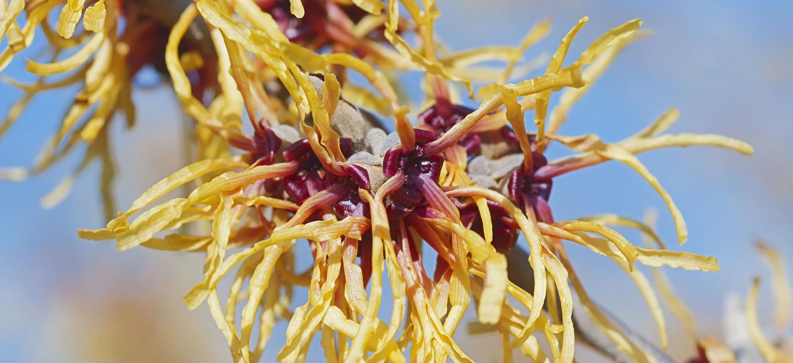 close up a yellow and red witch hazel