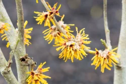 yellow witch hazel flowers blooming on bare branch - Is Witch Hazel Good for Acne?